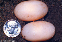 Pacific Pond Turtle eggs