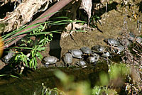 Pacific Pond Turtle