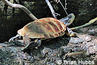 Pacific Pond Turtle