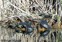 Pacific Pond Turtles