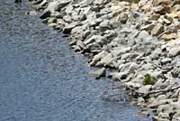 Western Painted Turtle