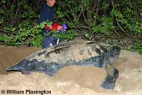 Leatherback on beach covering her eggs