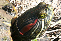 turtle