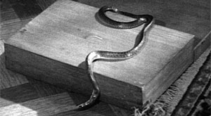 Curse of the Yellow Snake