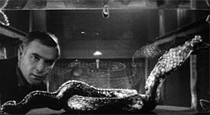 Curse of the Yellow Snake