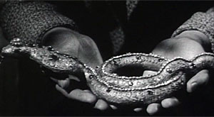 Curse of the Yellow Snake