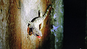 The Lizard Woman