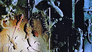 The Lizard Woman