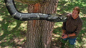 Mega Python vs. Gatoroid