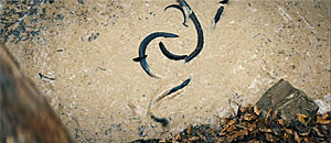 Mud