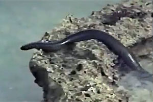 Pericolo negli abissi