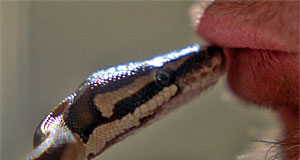 Python