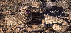 Rattlesnake