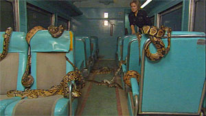 Snakes on a Train