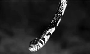 The Snake Woman