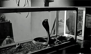 The Snake Woman