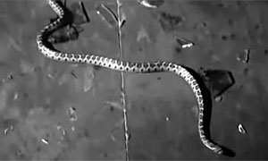 The Snake Woman