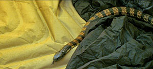 Snake Movie Screenshot
