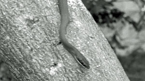 Snake Screenshot