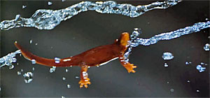 Salamander Screenshot