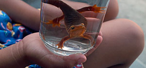 Salamander Screenshot