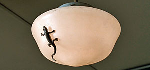 Salamander Screenshot