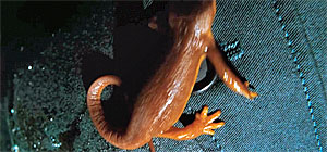 Salamander Screenshot