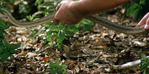 Silver Bullet Snake Scene