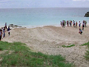 Turtle Screen Shot