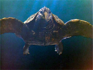 Turtle Screen Shot
