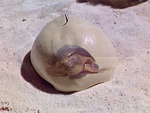 Turtle Screen Shot