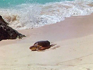 Turtle Screen Shot