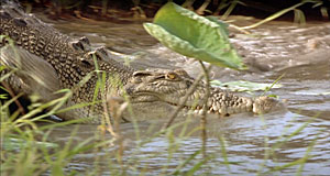 Crocodile Dundee