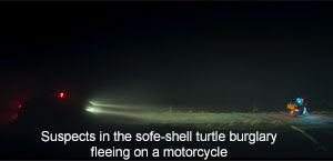 Turtle Screenshot