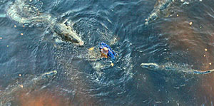 Alligator Screenshot