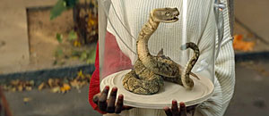 Rattlesnake Screen Shot