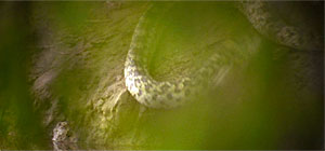 Mandy Lane Screenshot
