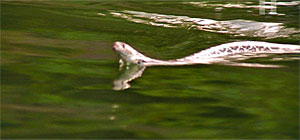 Mandy Lane Screenshot