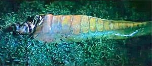 Snake Movie Screenshot