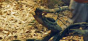 Python Island Screenshot