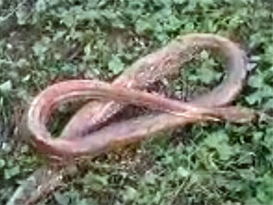 Snake Movie Screenshot