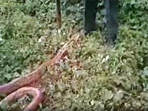 Snake Movie Screenshot