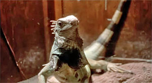 Snake Screenshot