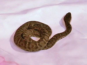 Snake Screenshot