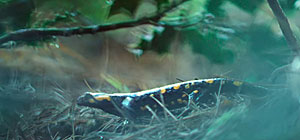 Salamander Screenshot