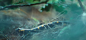 Salamander Screenshot