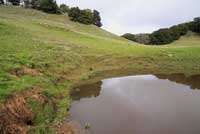 california toad habitat