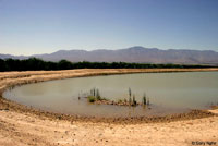 Rocky Mountain Toad Breeding Habitat