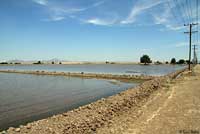 Rocky mountain toad habitat