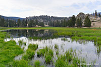 california toad habitat